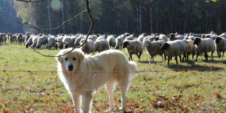 Herdenschutzhund und Elektrozaun vor Schafherde