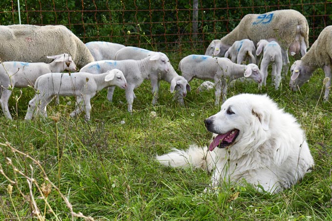 Ein Herdenschutzhund bewacht Schafe. - Foto: Benny Trapp