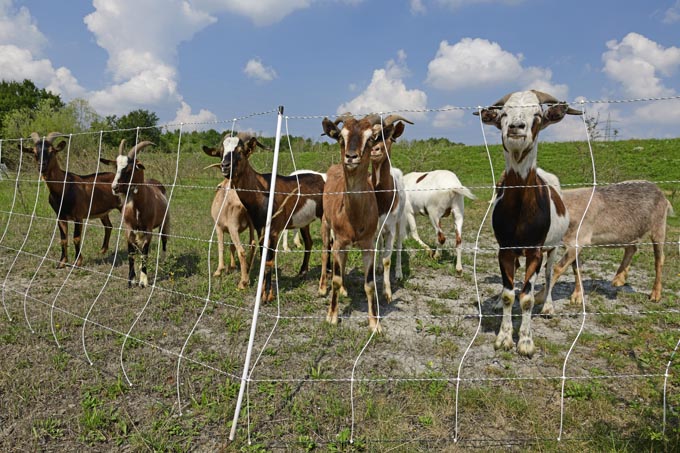 Ziegen hinter dem neuen Elektronetz aus dem Herdenschutzprojekt. - Foto: Benny Trapp