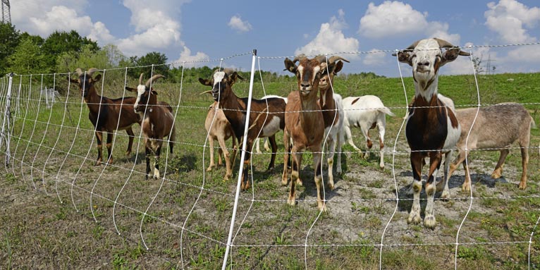 Ziegen hinter dem neuen Elektronetz aus dem Herdenschutzprojekt. - Foto: Benny Trapp