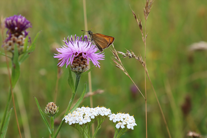 Falter auf einer Natur nah dran Fläche in Rottweil. Foto: NABU/A. Marquardt