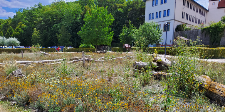 Diese „Natur nah dran“-Fläche in Künzelsau hielt der Sommerhitze 2022 gut stand. - Foto: Jochen Lutz/Stadt Künzelsau 