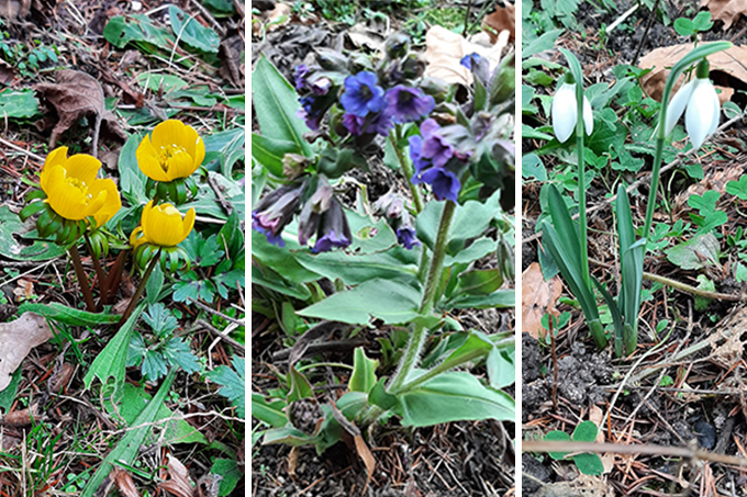 Winterlinge, Lungenkraut und Schneeglöckchen blühen schon im Februar in Achern auf der Natur nah dran-Fläche.