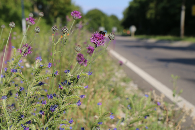Bunte Straßenränder für Wildbienen. - Foto: NABU/Anette Marquardt