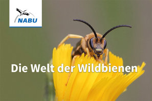 Vortrag über die besonderen Lebensweisen der Wildbienen - Foto: Uli Maier