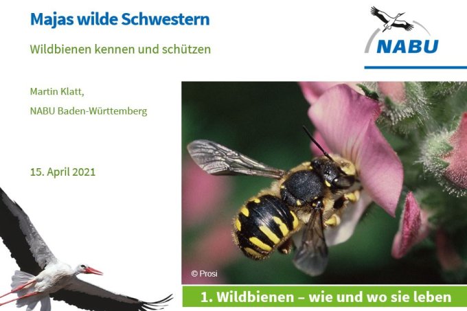Titelfoto NABU-Wildbienenvortrag - Präsentation Folien