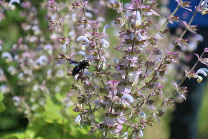 Wildbiene des Jahres 2024: Die Blauschwarze Holzbiene. Foto: NABU/Anette Marquardt