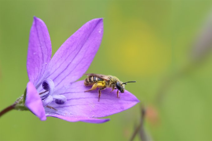 „Natur nah dran“-Flächen bieten Wildbienen Lebensraum. Foto: NABU/Anette Marquardt