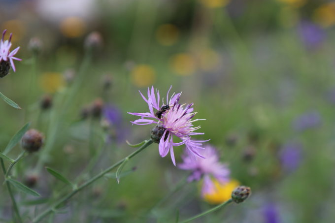 Wildbienen finden Lebensräume in „Natur nah dran“-Flächen. Foto: NABU/A. Marquardt