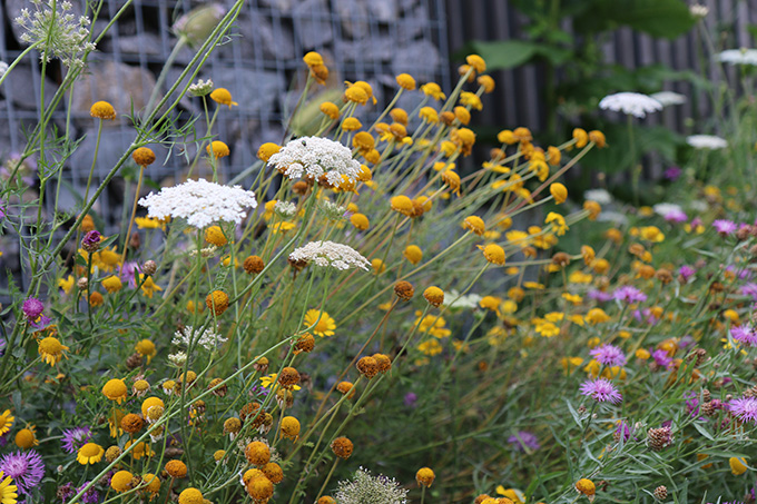 Wilde Möhre, Färberkamille und Flockenblumen. Foto: NABU/Katja Wörner