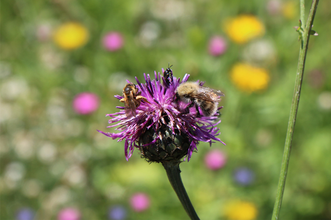 Neben der Gelbbindigen Furchenbiene und der Hummel macht sich hinten noch eine kleinere Wildbiene über die Flockenblume her . Foto: NABU/Anette Marquardt
