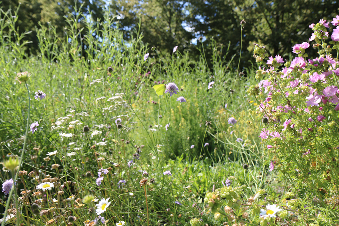 Für Schmetterlinge und Wildbienen sind Wildpflanzenflächen Nahrungsplatz und Kinderstuben. Foto: NABU/Anette Marquardt