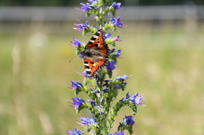 Für Schmetterlinge wie den Kleinen Fuchs bieten die „Natur nah dran“-Flächen Lebensraum – Foto: NABU/A. Marquardt