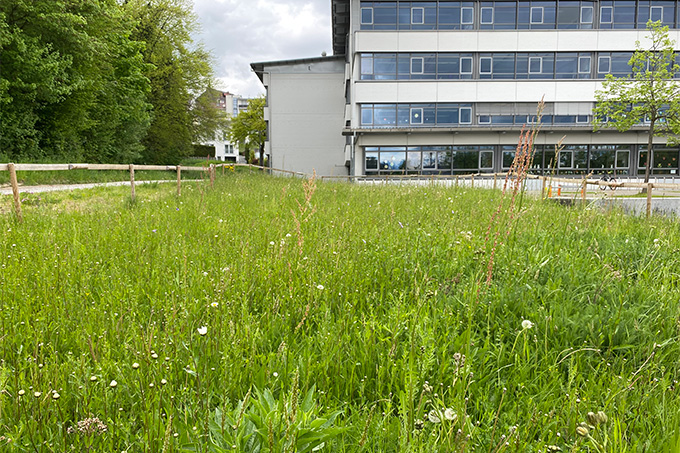 Gute Entwicklung, auch wenn erst wenig blüht: Wildblumenwiese am Gymnasium in Stockach, die 2022 umgestaltet wurde - Foto: NABU/K. Wörner