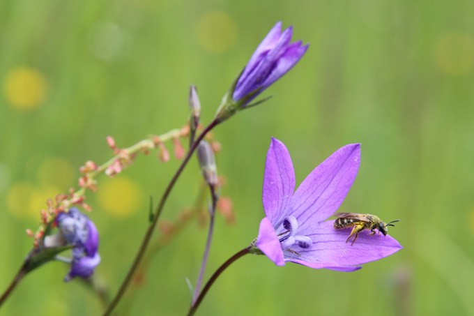 Wildbiene auf Glockenblume in "Natur nah dran"-Kommune Abtsgmünd. Foto: NABU/A. Marquardt