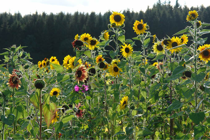 Wildpflanzenmischung mit Sonnenblumen - Foto: Jochen Goedecke 