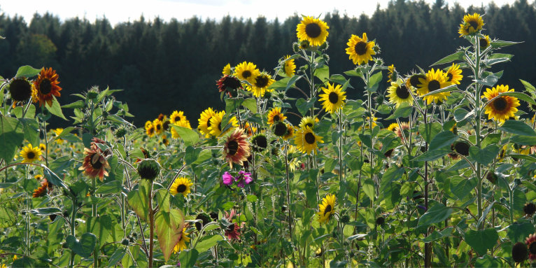 Wildpflanzenmischung mit Sonnenblumen - Foto: Jochen Goedecke 