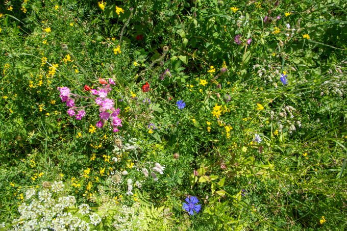 Wildblumenwiese nach zwei Jahren - Foto: NABU BW/Film-Webfabrik