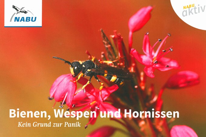 NABU Broschüre: Bienen, Wespen und Hornissen - kein Grund zu Panik