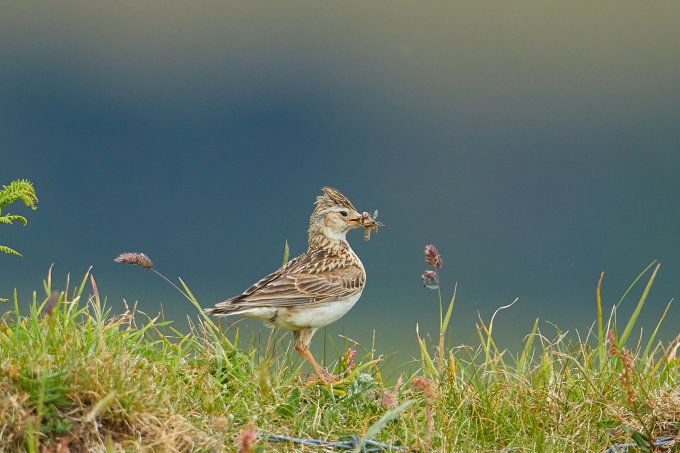 Der NABU setzt sich für weniger Pestizide ein, um Agrarvögel wie die Feldlerche zu schützen. - Foto: NABU/CEWE/Friedemann Tewald