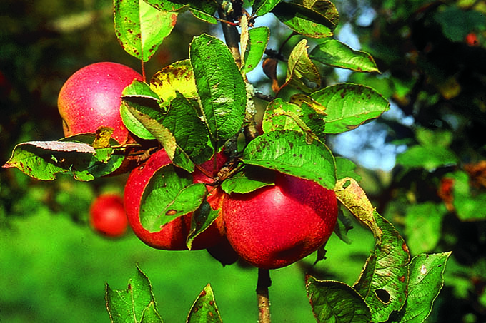 Streuobst-Äpfel - Foto: NABU/Martin Klatt