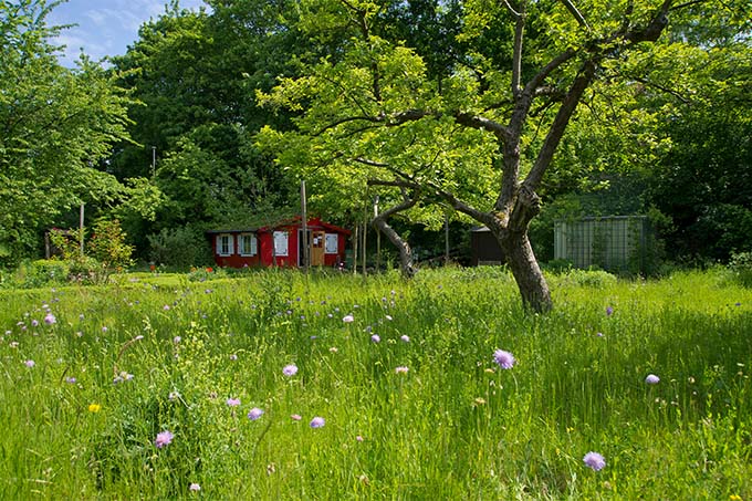 Naturgarten - Foto: NABU/Thomas Dröse