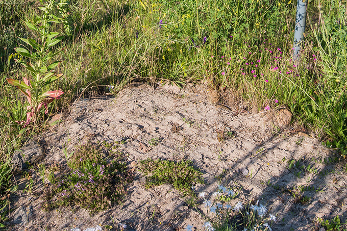Sonnige Sandflächen dienen als Nistplatz für viele Wildbienen und andere Insekten. - Foto: NABU/Sebastian Hennigs
