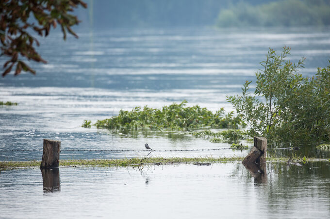Hochwasser - Foto: NABU/Klemens Karkow