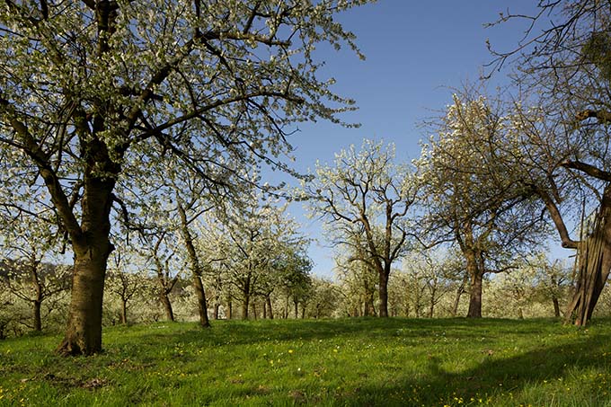 Streuobstwiese - Foto: NABU/Christoph Kasulke