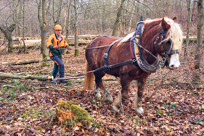 Pferd bei der Waldarbeit. Foto: NABU BW