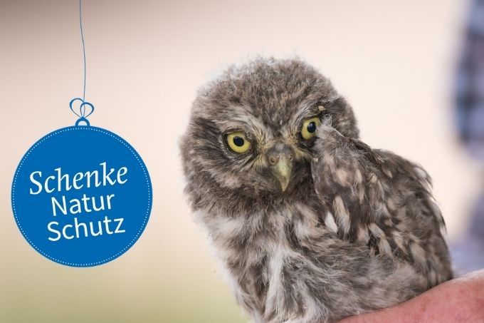 Verschenken Sie Natur z. B. mit einer NABU-Patenschaft für Greifvögel und Eulen. - Foto: Sebastian Schwarz, Gestaltung: Anja Potthoff