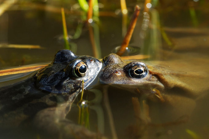 Grasfrösche beginnen als eine der ersten Amphibienarten zu ihren Laichgewässwen zu wandern. - Foto: Annegret Wiermann