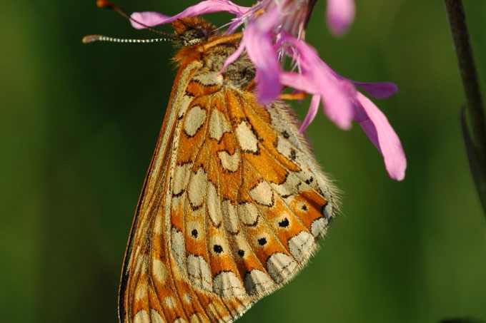 Goldener Scheckenfalter - Foto: Volker Wachlin