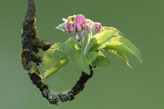 Apfelblüte - Foto: Hans-Martin-Kochanek
