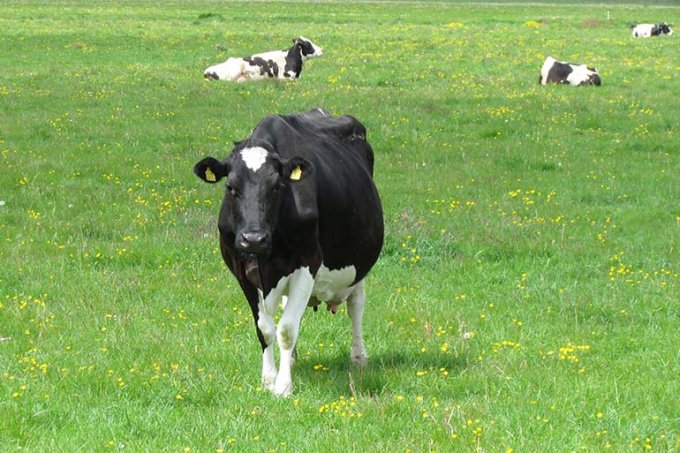 Milchvieh auf der Weide, Foto: Volkhard Wille