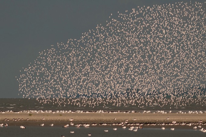 Vogelschwarm auf Trischen - Foto: Björn Marten Philipps