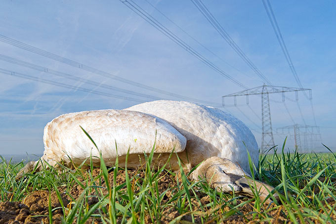 Toter Höckerschwan unter Freileitung - Foto: Manfred Delpho